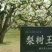 酥梨250~300g光果