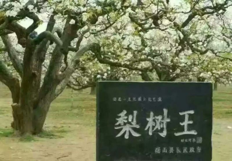 酥梨250~300g光果