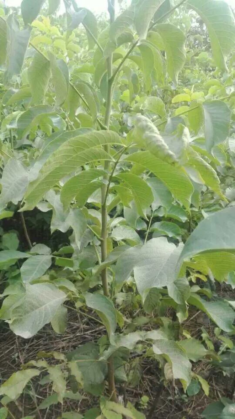 核桃苗50~100cm二年苗