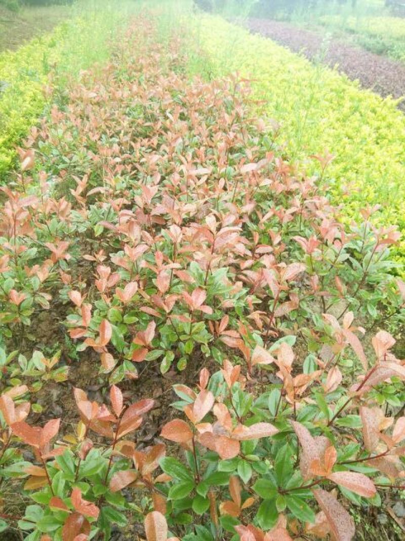 红叶石楠4~6cm4~6cm2.5~3米