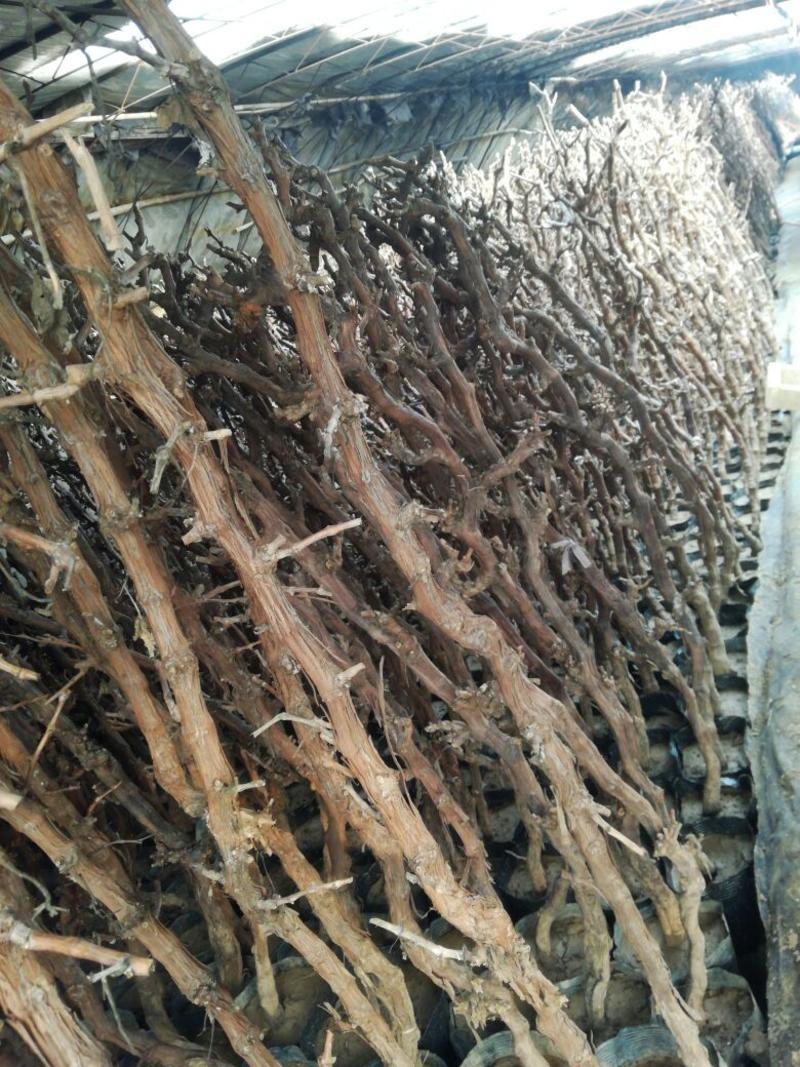 夏黑葡萄苗5年150~200cm葡萄树苗新品种葡萄苗