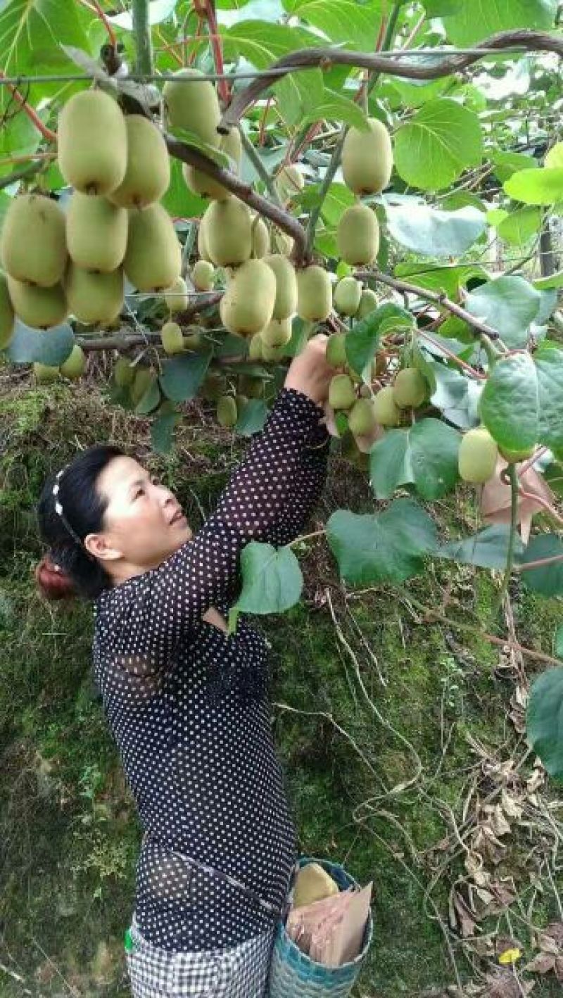 红心猕猴桃糖度高品质好，