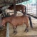 肉马100~200kg