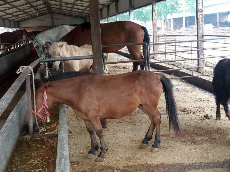 肉马100~200kg