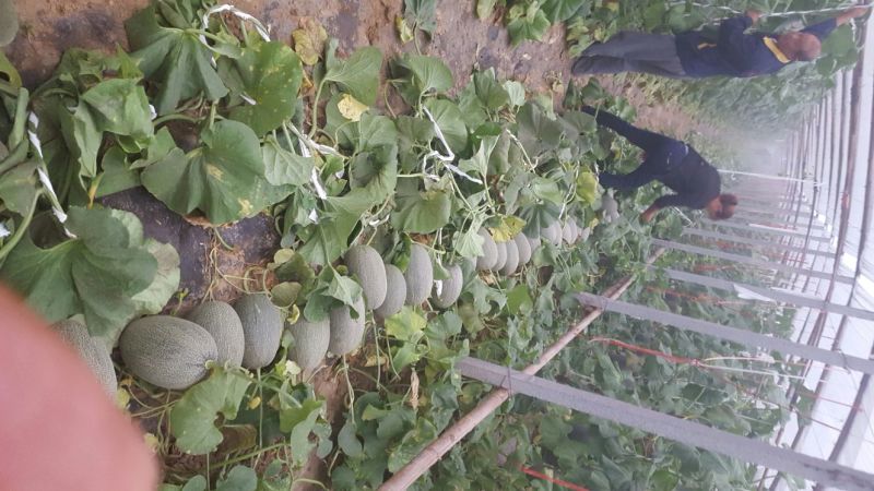 网纹瓜5斤以上长圆形