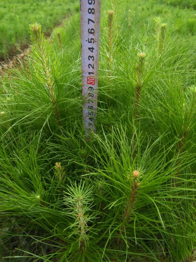 马尾松树苗30~50cm