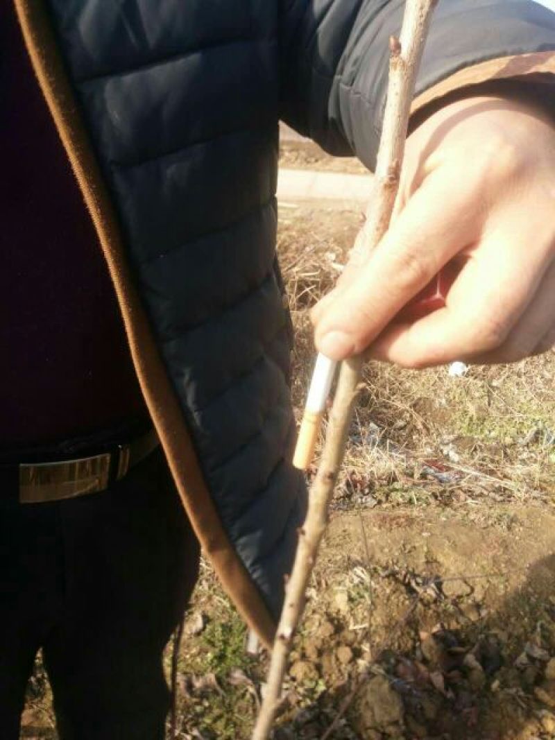矮化樱桃苗矮化大樱桃树矮化樱桃苗批发矮化樱桃苗基地