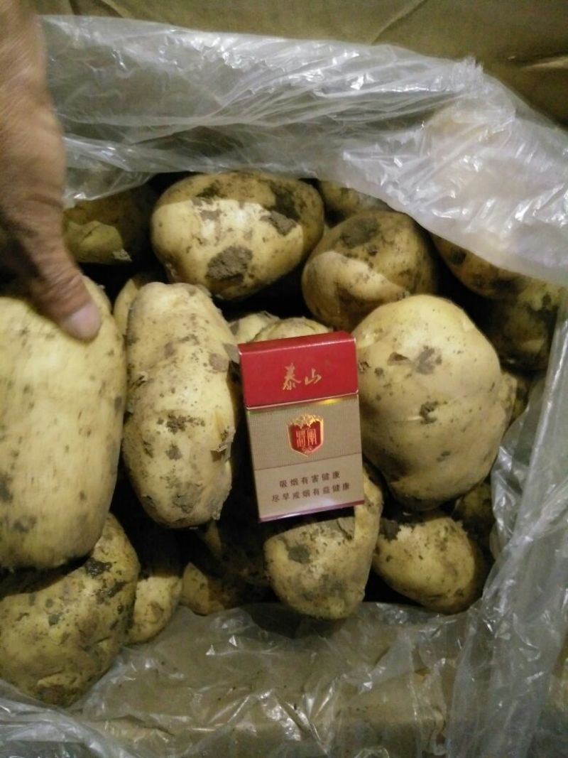 荷兰十五土豆希森土豆坤元6山东黄皮黄心土豆内蒙土豆产地