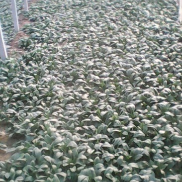 名门菠菜