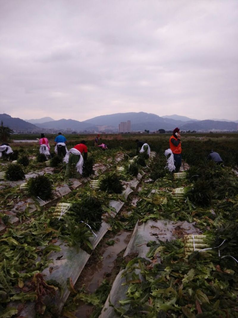 莴笋2斤以上产地供应，皮薄不空心质量保证视频看货