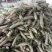 白皮白萝卜2.5~3斤起