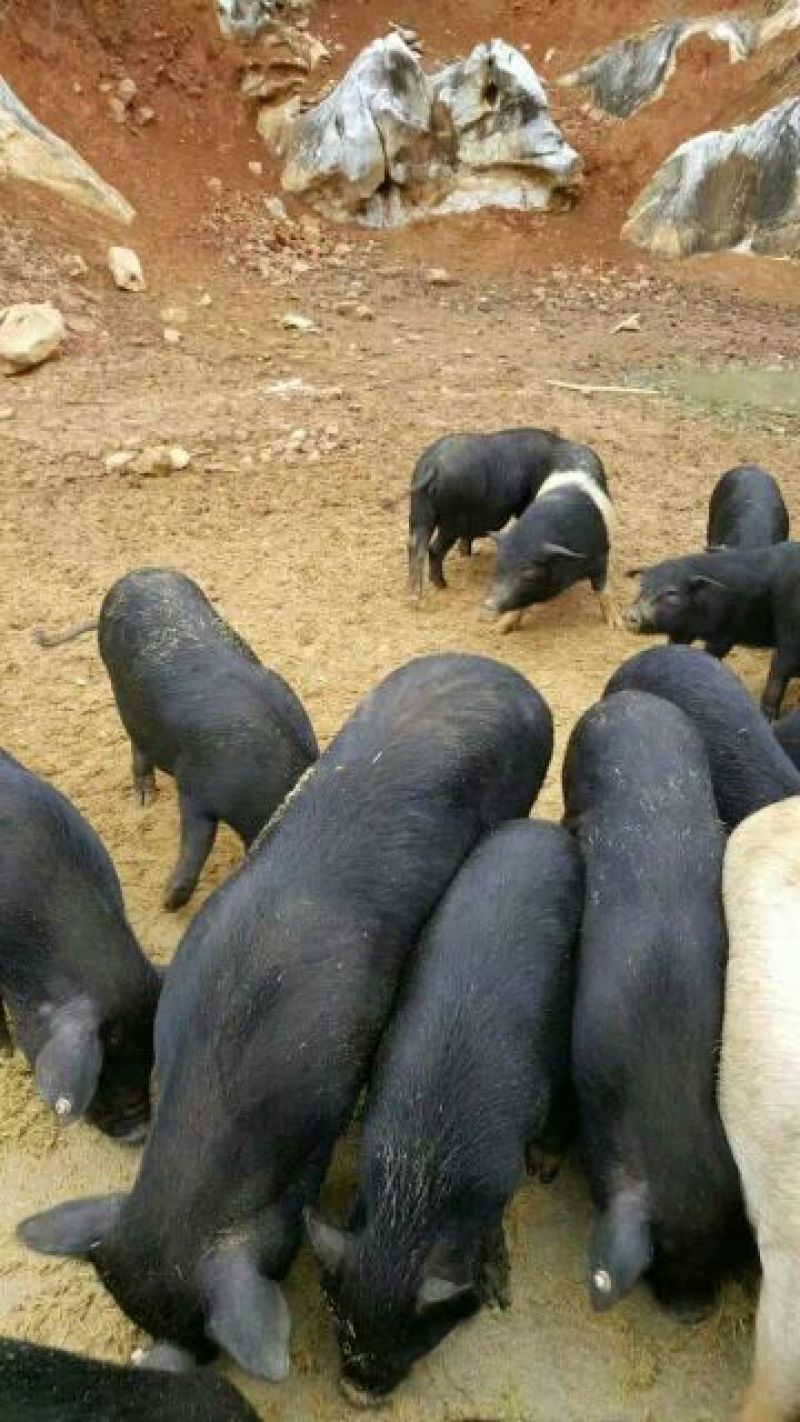 巴马香猪母