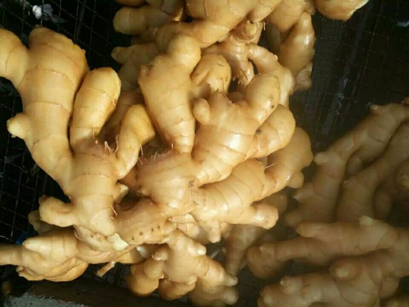 面姜2两以上带土