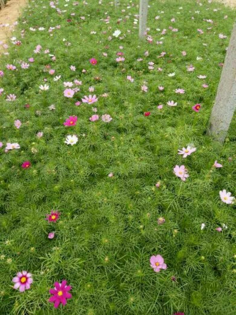 万寿菊盆花