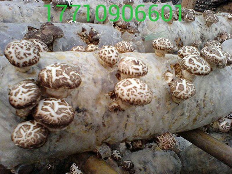 干香菇