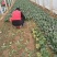 菠菜20~25厘米