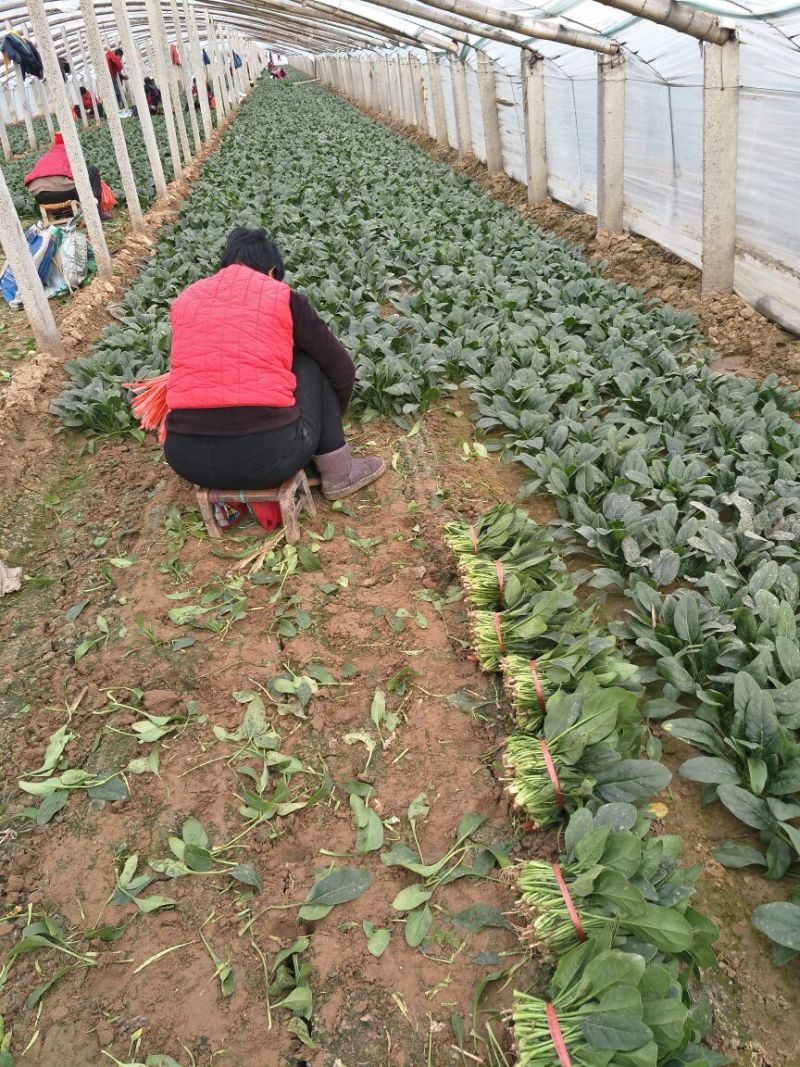 菠菜20~25厘米