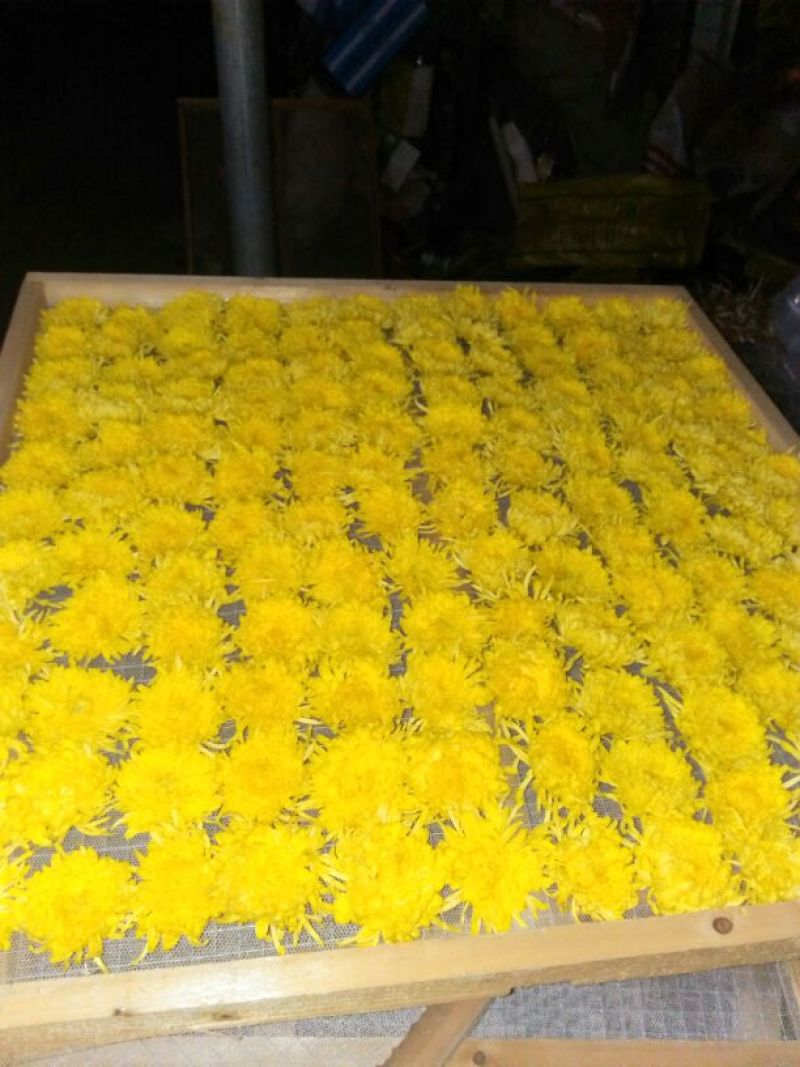 菊花茶开花