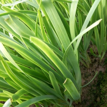 富生韭菜根粗叶厚，颜色黑