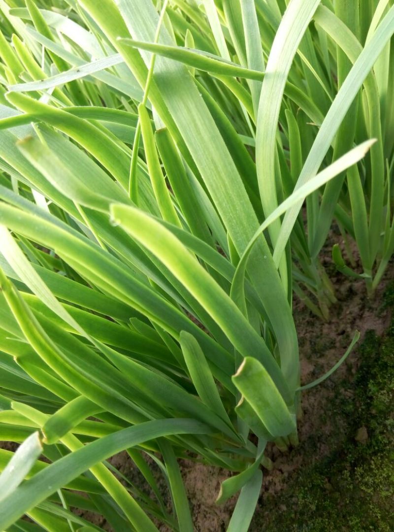 富生韭菜根粗叶厚，颜色黑