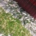 白萝卜1~1.5斤起
