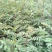 花椒苗1~2年