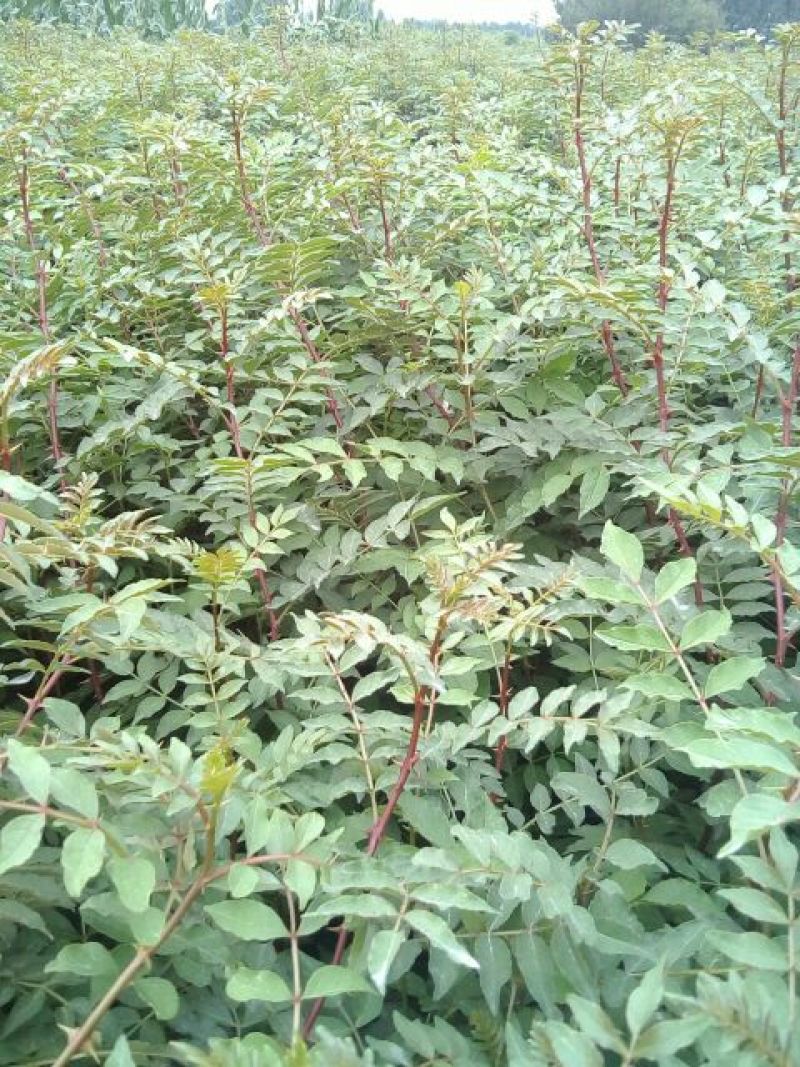 花椒苗1~2年