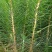马尾松树苗30~50cm