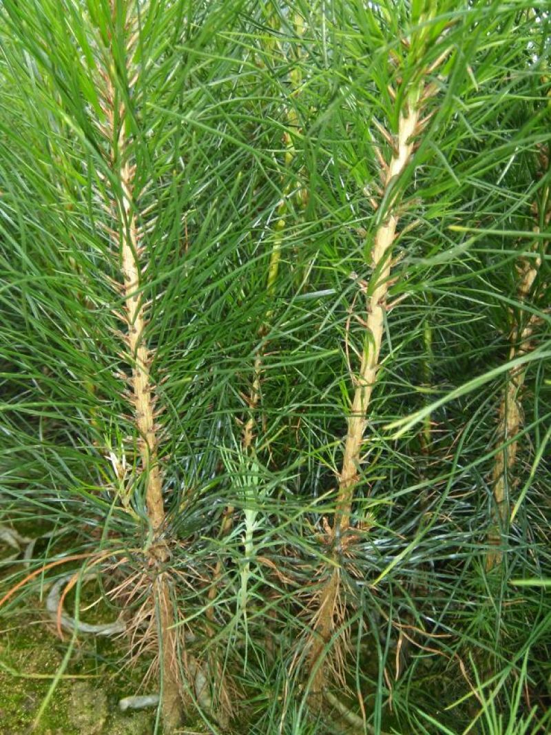 马尾松树苗30~50cm