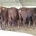 牛犊300~400kg