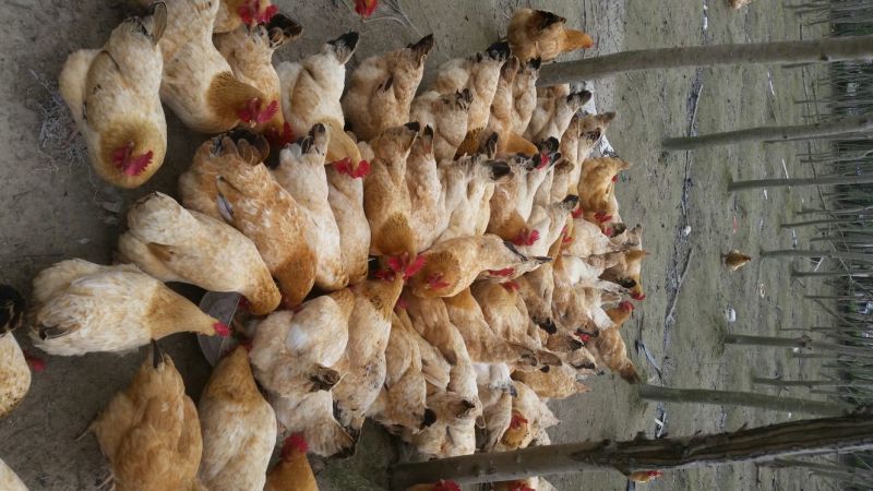 三黄鸡6~9月