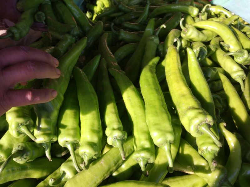 鲜辣椒10~15厘米黄