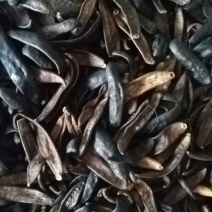 宽体金线蛭药用