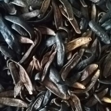 宽体金线蛭药用
