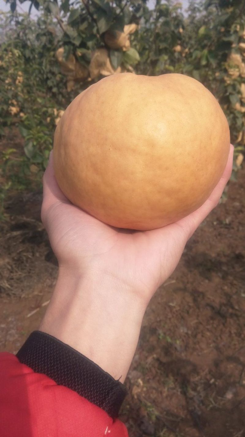 丰水梨450~500g纸加膜