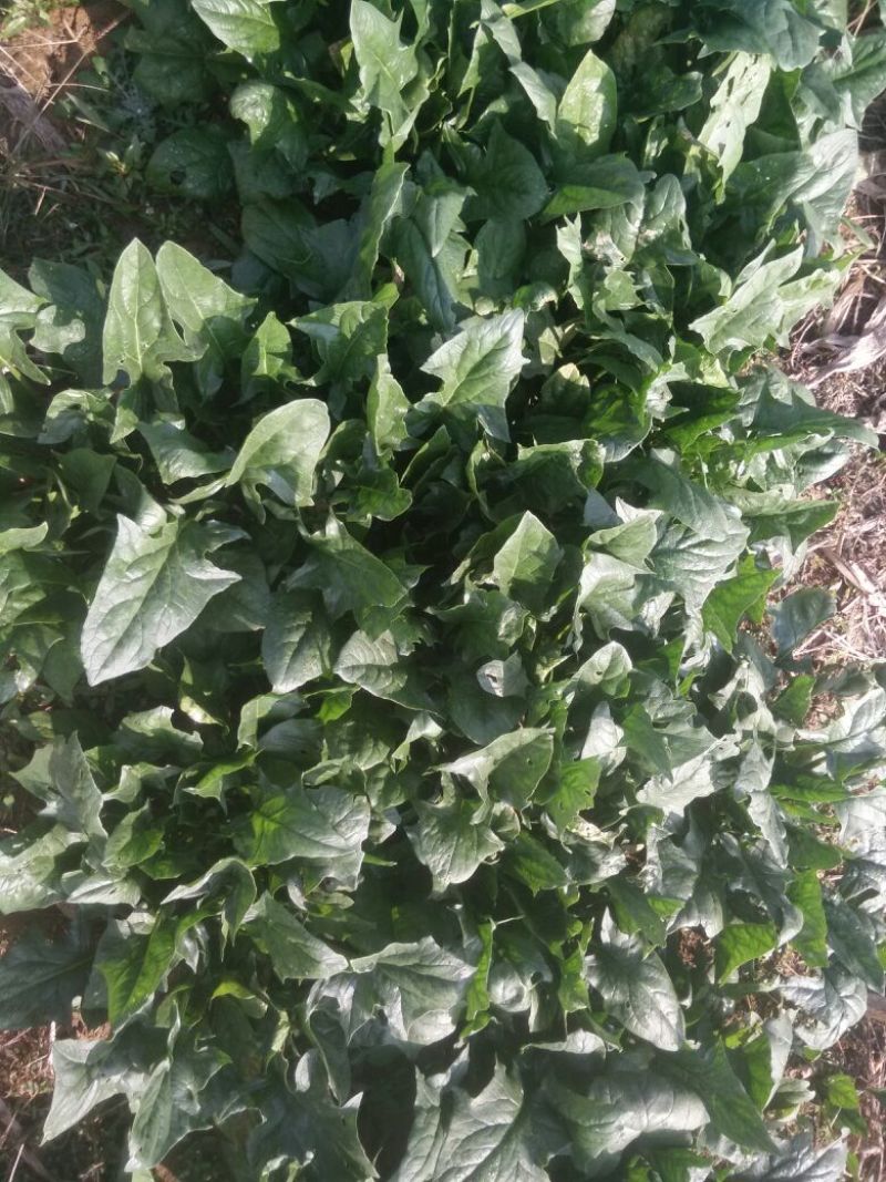 高杆菠菜15~20厘米