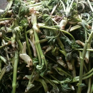 山野菜