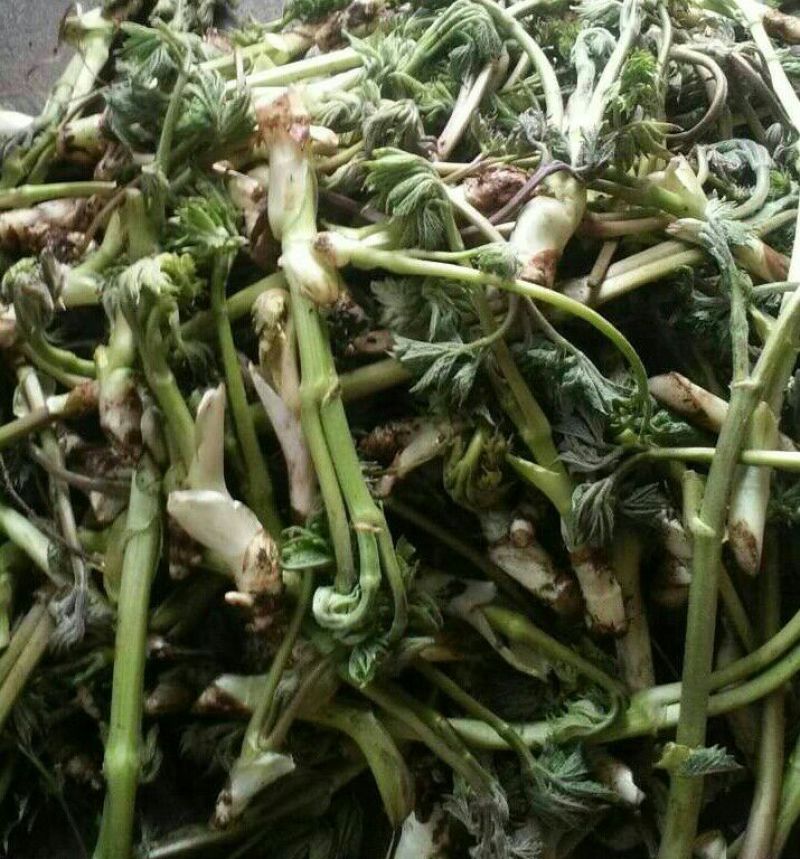 山野菜