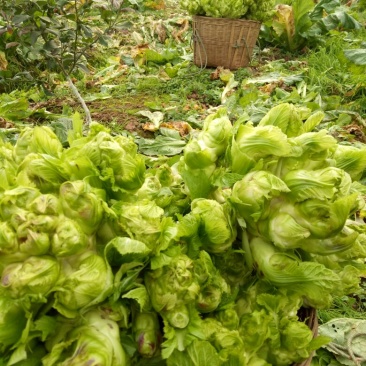 儿菜5两以上