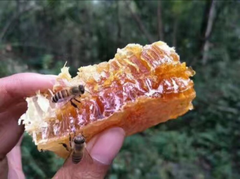 椴树蜜