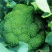 越冬菠菜10~15厘米