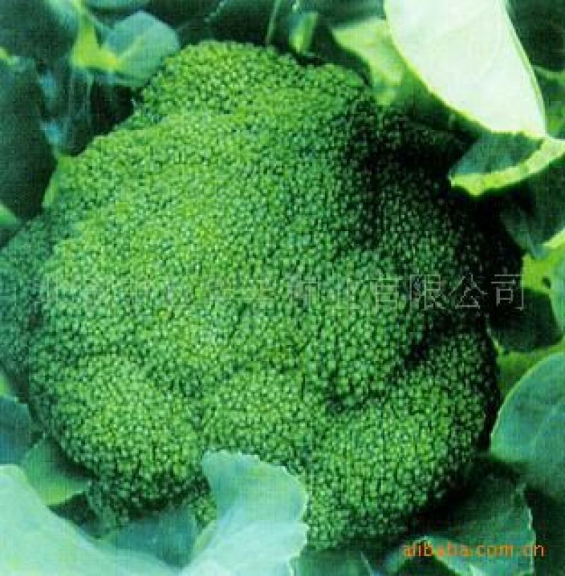 越冬菠菜10~15厘米