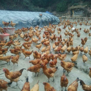 土鸡