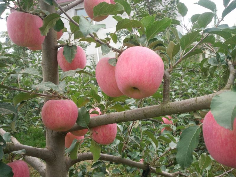 冰糖心红富士70mm以上纸袋都是鲜货