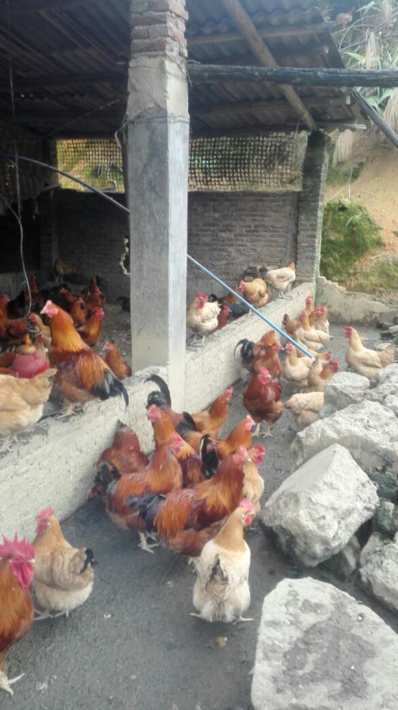 走地鸡散养土鸡，散养土鸡蛋4~5斤