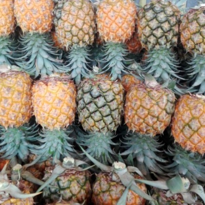杂交种类菠萝广东湛江徐闻县_批发_供应-一亩