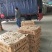 鹅苗