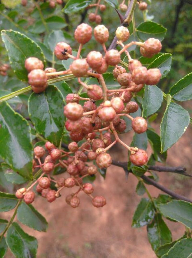 青花椒一级鲜