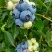 蓝莓8~10mm以上