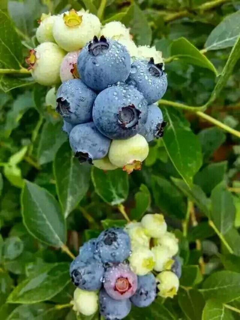 蓝莓8~10mm以上